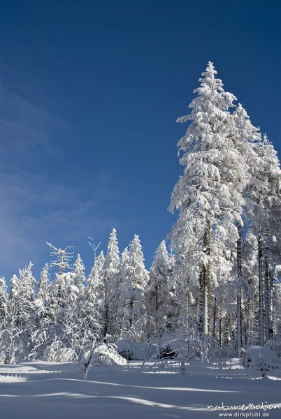 schneebedeckte Fichten, Achtermann, Harz, Deutschland