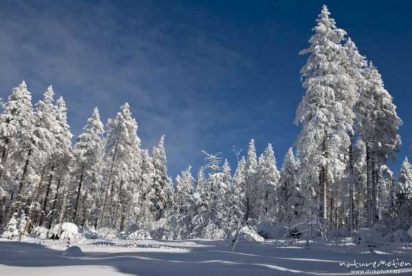 schneebedeckte Fichten, Achtermann, Harz, Deutschland