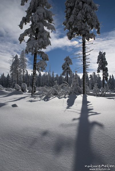 schneebedeckte Fichten im Gegenlicht, Schattenwurf auf Schneedecke, Achtermann, Harz, Deutschland