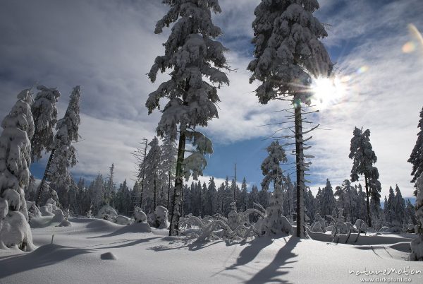 schneebedeckte Fichten im Gegenlicht, Schattenwurf auf Schneedecke, Achtermann, Harz, Deutschland