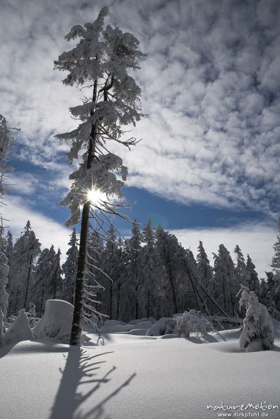 schneebedeckte Fichten im Gegenlicht, Schattenwurf auf Schneedecke, Achtermann, Harz, Deutschland
