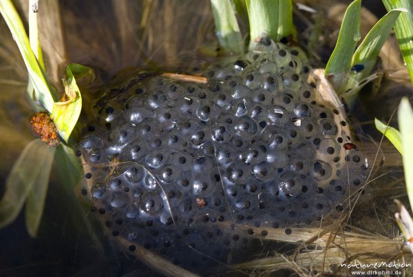 Grasfrosch, Rana temporaria, Ranidae, Laichballen im Wasser, Erlenbruch Herberhäuser Stieg, Göttingen, Deutschland