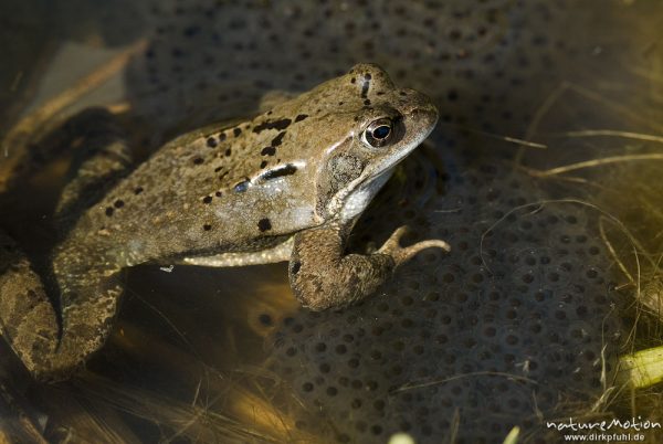 Grasfrosch, Rana temporaria, Ranidae, Tier zwischen Laichballen im Wasser, Erlenbruch Herberhäuser Stieg, Göttingen, Deutschland