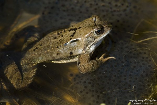 Grasfrosch, Rana temporaria, Ranidae, Tier zwischen Laichballen im Wasser, Erlenbruch Herberhäuser Stieg, Göttingen, Deutschland