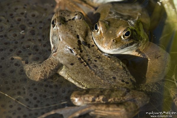 Grasfrosch, Rana temporaria, Ranidae, Tiere zwischen Laichballen im Wasser, Erlenbruch Herberhäuser Stieg, Göttingen, Deutschland