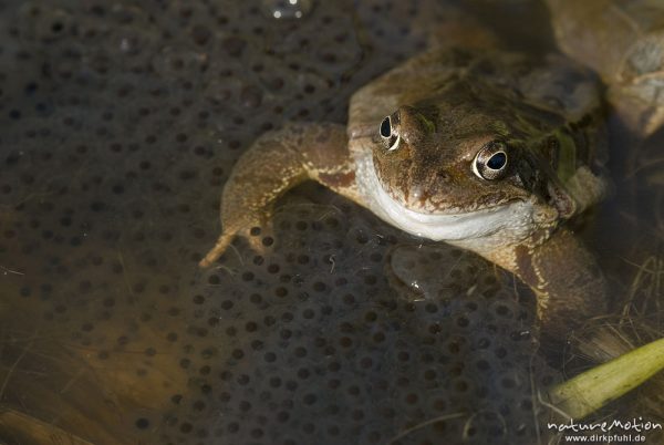 Grasfrosch, Rana temporaria, Ranidae, Tier zwischen Laichballen im Wasser, Erlenbruch Herberhäuser Stieg, Göttingen, Deutschland