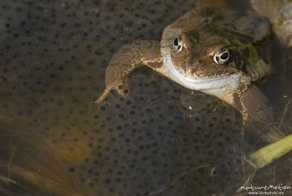 Grasfrosch, Rana temporaria, Ranidae, Tier zwischen Laichballen im Wasser, Erlenbruch Herberhäuser Stieg, Göttingen, Deutschland