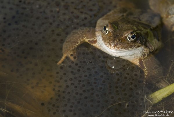 Grasfrosch, Rana temporaria, Ranidae, Tier zwischen Laichballen im Wasser, Erlenbruch Herberhäuser Stieg, Göttingen, Deutschland