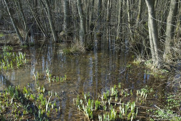 Erlenbruch mit stehendem Wasser, Sprölinge von Wasserlilien, darin Grasfrosch, Rana temporaria, Herberhäuser Stieg, Göttingen, Deutschland