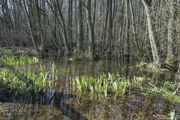 Erlenbruch mit stehendem Wasser, Sprösslinge von Wasserlilien, darin Grasfrosch, Rana temporaria, Herberhäuser Stieg, Göttingen, Deutschland