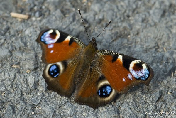 Tagpfauenauge, Inachis io, Nymphalidae, Sonnenbad auf Weg, Sengerfeld, Göttingen, Deutschland