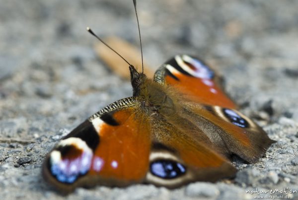 Tagpfauenauge, Inachis io, Nymphalidae, Sonnenbad auf Weg, Sengerfeld, Göttingen, Deutschland