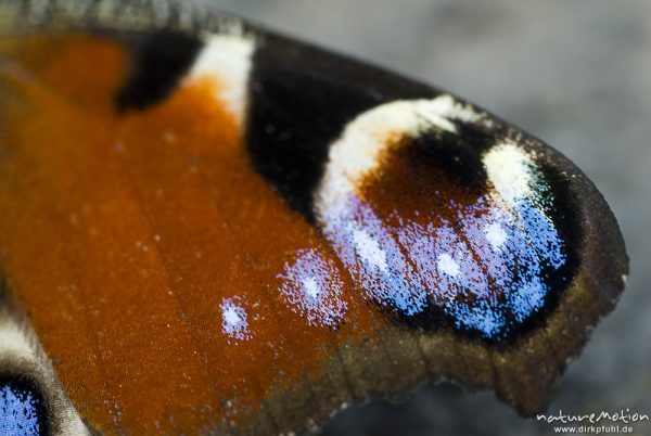 Tagpfauenauge, Inachis io, Nymphalidae, Augenfleck auf dem Flügel, Flügelschuppen, Sengerfeld, Göttingen, Deutschland