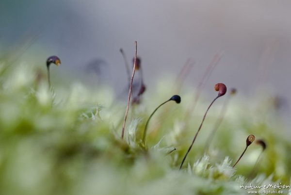 Sporophyten mit Sporenkapseln, Mossbewuchs auf Totholz, Buchenwald, Settmarshausen bei Göttingen, Deutschland