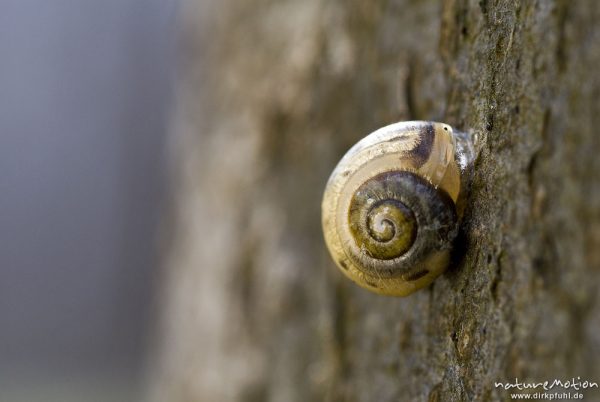 Garten-Bänderschnecke, Cepaea hortensis, Helicidae, festgeheftet an Buchenstamm, Settmarshausen bei Göttingen, Deutschland