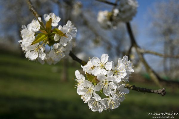 Traubenkirsche, Prunus padus, Rosaceae, Blütenstände, Wendershausen bei Witzenhausen, Deutschland