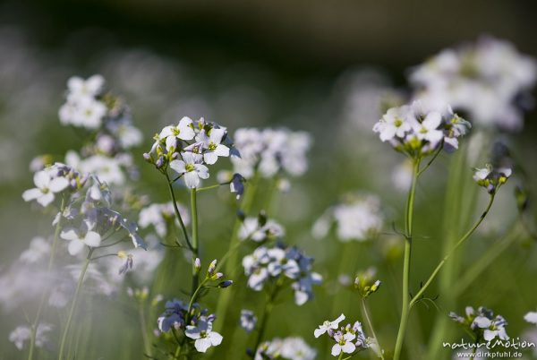 Wiesen-Schaumkraut, Cardamine pratensis, Brassicaceae, Blütenstand, Bestand inmitten von Kirschplantage, Wendershausen bei Witzenhausen, Deutschland