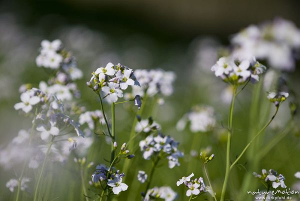 Wiesen-Schaumkraut, Cardamine pratensis, Brassicaceae, Blütenstand, Bestand inmitten von Kirschplantage, Wendershausen bei Witzenhausen, Deutschland