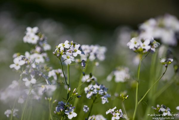 Wiesen-Schaumkraut, Cardamine pratensis, Brassicaceae, Blütenstand, Bestand inmitten von Kirschplantage, Wendershausen bei Witzenhausen, Deutschland