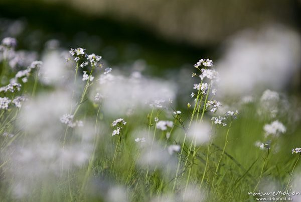 Wiesen-Schaumkraut, Cardamine pratensis, Brassicaceae, Blütenstand, Bestand inmitten von Kirschplantage, Wendershausen bei Witzenhausen, Deutschland