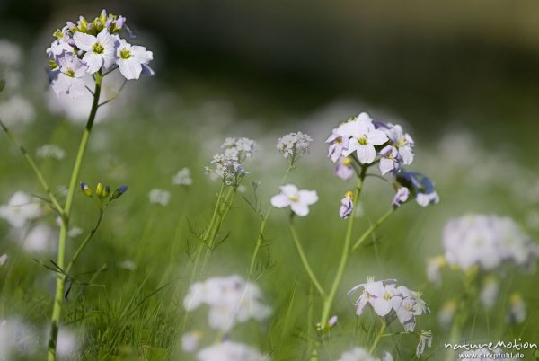 Wiesen-Schaumkraut, Cardamine pratensis, Brassicaceae, Blütenstand, Bestand inmitten von Kirschplantage, Kombination aus zwei Bildern mit unterschiedlicher Schärfeebene, Wendershausen bei Witzenhausen, Deutschland