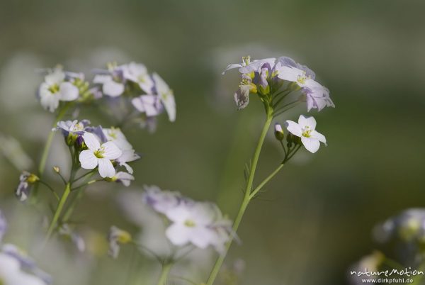 Wiesen-Schaumkraut, Cardamine pratensis, Brassicaceae, Blütenstand, Bestand inmitten von Kirschplantage, Kombination aus zwei Bildern mit unterschiedlicher Schärfeebene, Wendershausen bei Witzenhausen, Deutschland