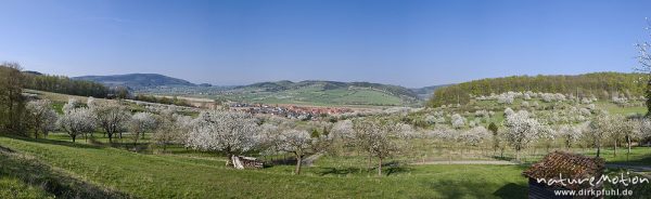 Kirschblüte, Kirschplantagen, Blick auf Werratal und Hanstein, Wendershausen bei Witzenhausen, Deutschland