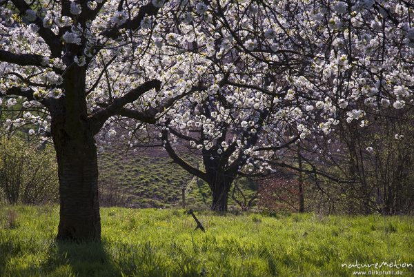 Traubenkirsche, Prunus padus, Rosaceae, Stämme und Blüten, Wendershausen bei Witzenhausen, Deutschland
