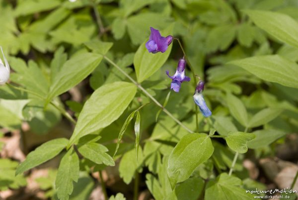 Frühlings-Platterbse, Latyrus vernus, Fabaceae, Blüten und Laubblätter, Buchenwald, Göttinger Wald, Göttingen, Deutschland