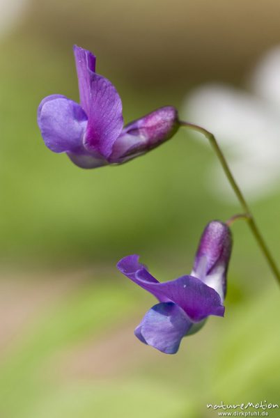 Frühlings-Platterbse, Latyrus vernus, Fabaceae, Blüten, Buchenwald, Göttinger Wald, Göttingen, Deutschland