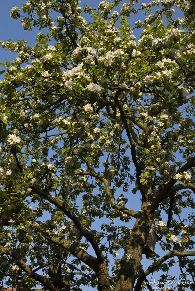 Apfel, Kulturapfel, Malus domestica, Rosengewächse (Rosaceae), blühende Zweige, Göttingen, Deutschland