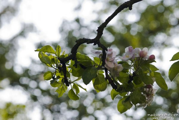 Apfel, Kulturapfel, Malus domestica, Rosengewächse (Rosaceae), blühende Zweige, Göttingen, Deutschland