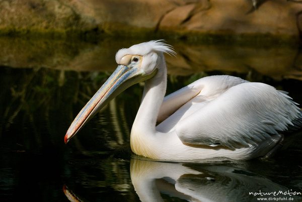 Rosapelikan, Pelecanus onocrotalus, Pelikane (Pelecanidae), schwimmend auf Teich,  Zoo Hannover, Hannover, Deutschland