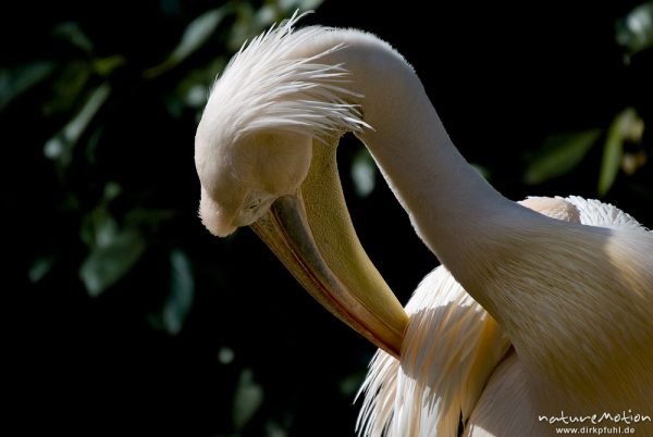 Rosapelikan, Pelecanus onocrotalus, Pelikane (Pelecanidae), Gefiederpflege,  Zoo Hannover, Hannover, Deutschland