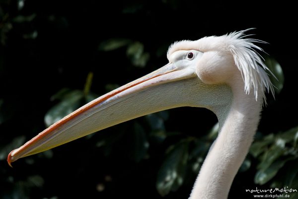 Rosapelikan, Pelecanus onocrotalus, Pelikane (Pelecanidae), Kopf,  Zoo Hannover, Hannover, Deutschland