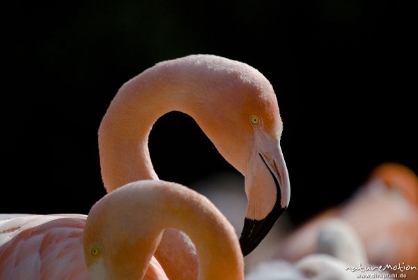 Chileflamingo, Chilenische Flamingo, Phoenicopterus chilensis, Flamingos (Phoenicopteridae), Kopf, Zoo Hannover, Hannover, Deutschland