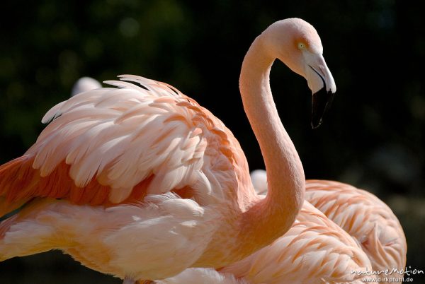 Chileflamingo, Chilenische Flamingo, Phoenicopterus chilensis, Flamingos (Phoenicopteridae), Zoo Hannover, Hannover, Deutschland