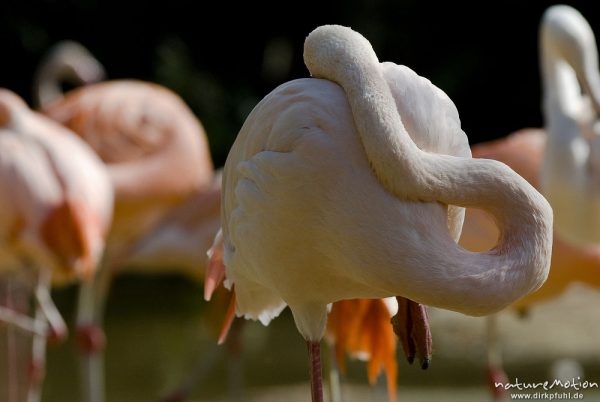 Chileflamingo, Chilenische Flamingo, Phoenicopterus chilensis, Flamingos (Phoenicopteridae), ruhendes Tier, Kopf steckt im Gefieder,  Zoo Hannover, Hannover, Deutschland