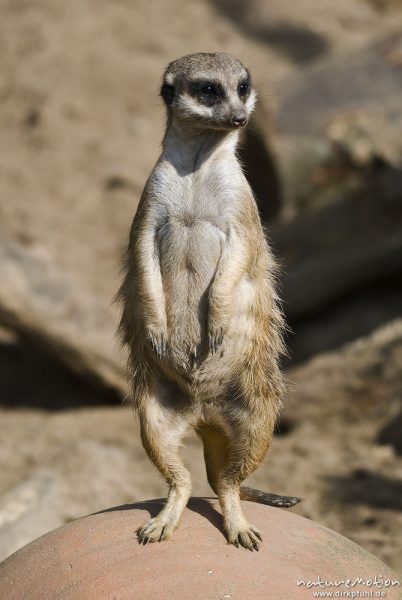 Erdmännchen, Suricata suricatta, Mangusten (Herpestidae), "Wachposten", Tier beobachtet Umgebung, Zoo Hannover, Hannover, Deutschland