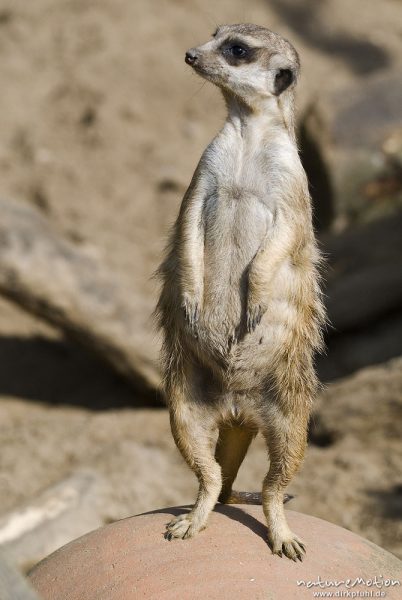 Erdmännchen, Suricata suricatta, Mangusten (Herpestidae), "Wachposten", Tier beobachtet Umgebung, Zoo Hannover, Hannover, Deutschland