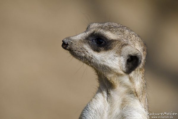 Erdmännchen, Suricata suricatta, Mangusten (Herpestidae), "Wachposten", Tier beobachtet Umgebung, Zoo Hannover, Hannover, Deutschland