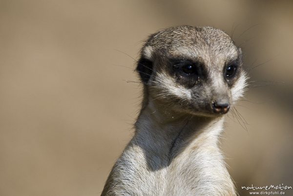 Erdmännchen, Suricata suricatta, Mangusten (Herpestidae), "Wachposten", Tier beobachtet Umgebung, Zoo Hannover, Hannover, Deutschland