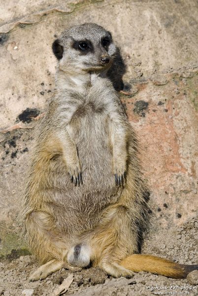 Erdmännchen, Suricata suricatta, Mangusten (Herpestidae), "Wachposten", Tier beobachtet Umgebung, Zoo Hannover, Hannover, Deutschland