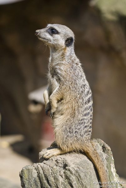 Erdmännchen, Suricata suricatta, Mangusten (Herpestidae), "Wachposten", Tier beobachtet Umgebung, Zoo Hannover, Hannover, Deutschland