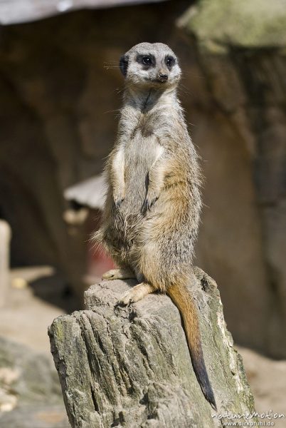 Erdmännchen, Suricata suricatta, Mangusten (Herpestidae), "Wachposten", Tier beobachtet Umgebung, Zoo Hannover, Hannover, Deutschland