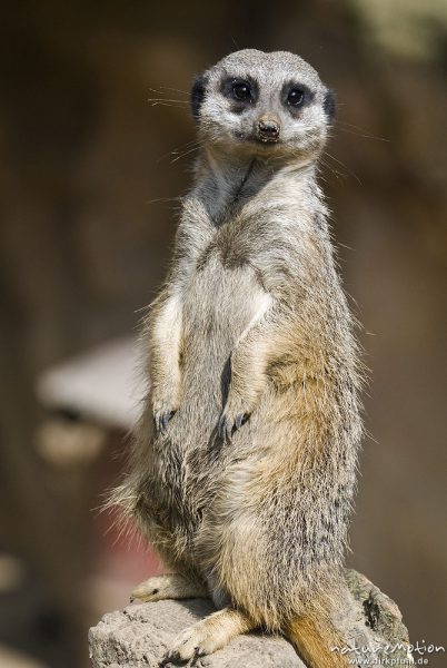 Erdmännchen, Suricata suricatta, Mangusten (Herpestidae), "Wachposten", Tier beobachtet Umgebung, Zoo Hannover, Hannover, Deutschland
