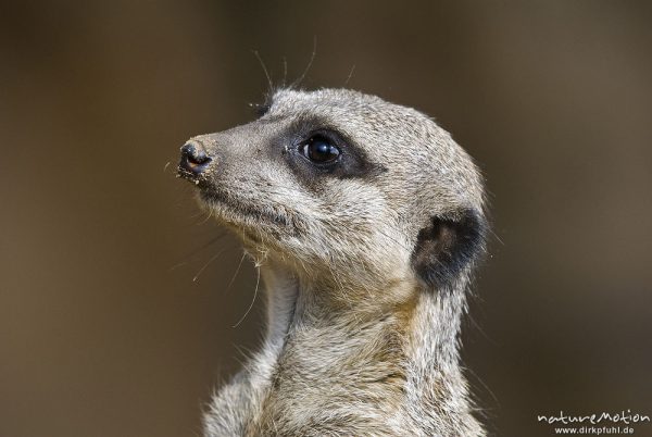 Erdmännchen, Suricata suricatta, Mangusten (Herpestidae), "Wachposten", Tier beobachtet Umgebung, Zoo Hannover, Hannover, Deutschland