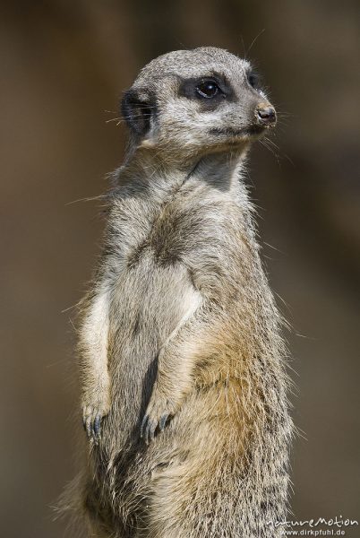 Erdmännchen, Suricata suricatta, Mangusten (Herpestidae), "Wachposten", Tier beobachtet Umgebung, Zoo Hannover, Hannover, Deutschland