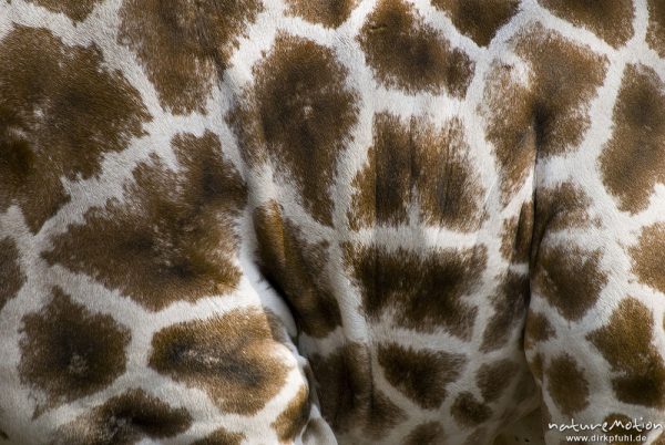 Rothschild-Giraffe, Uganda-Giraffe, Giraffa camelopardalis rothschildi, Giraffenartige (Giraffidae), Körperseite mit Netzmuster, Zoo Hannover, Hannover, Deutschland