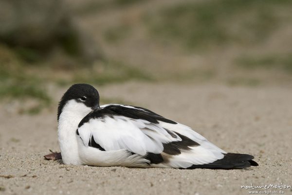 Säbelschnäbler, Recurvirostra avosetta, Recurvirostridae, ruhendes Tier, Zoo Hannover, Hannover, Deutschland